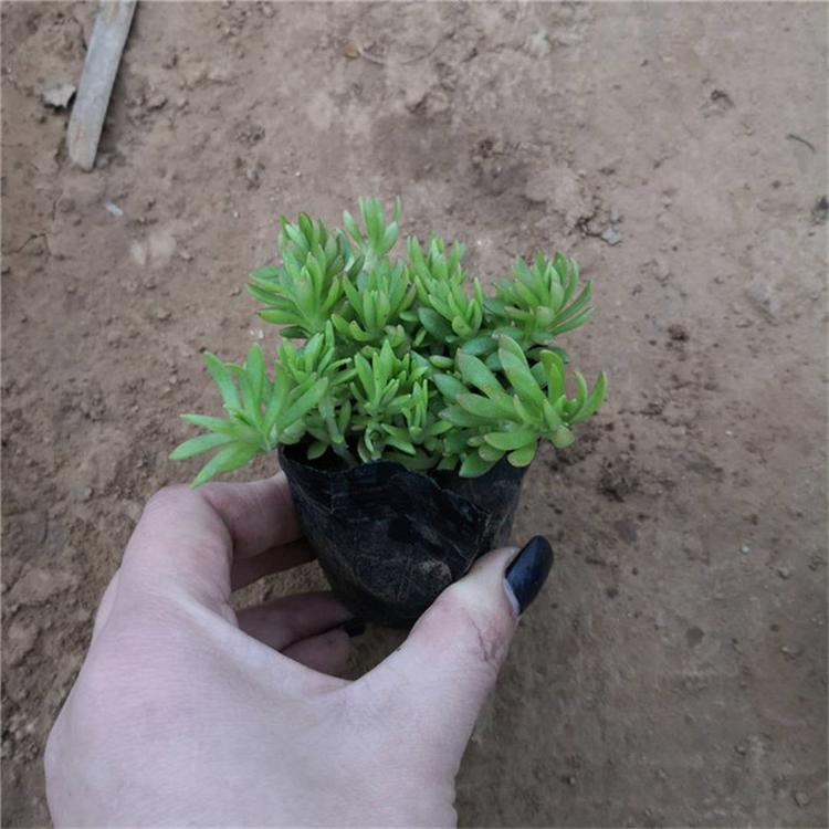 佛甲草苗圃直供 佛甲草花海用苗