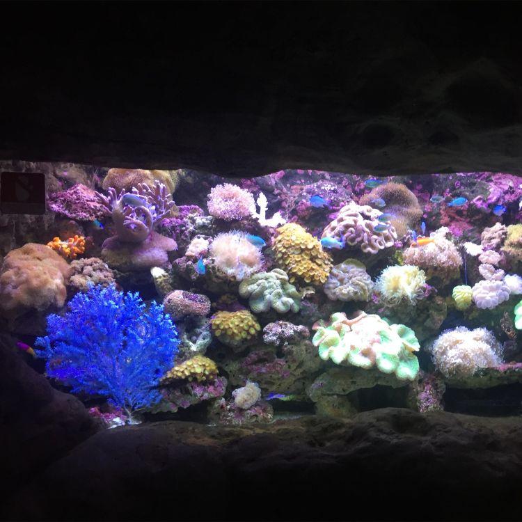 水族馆设计 亚克力工程 亚克力造景廊道海洋馆设计制作 鸿翔水族科技