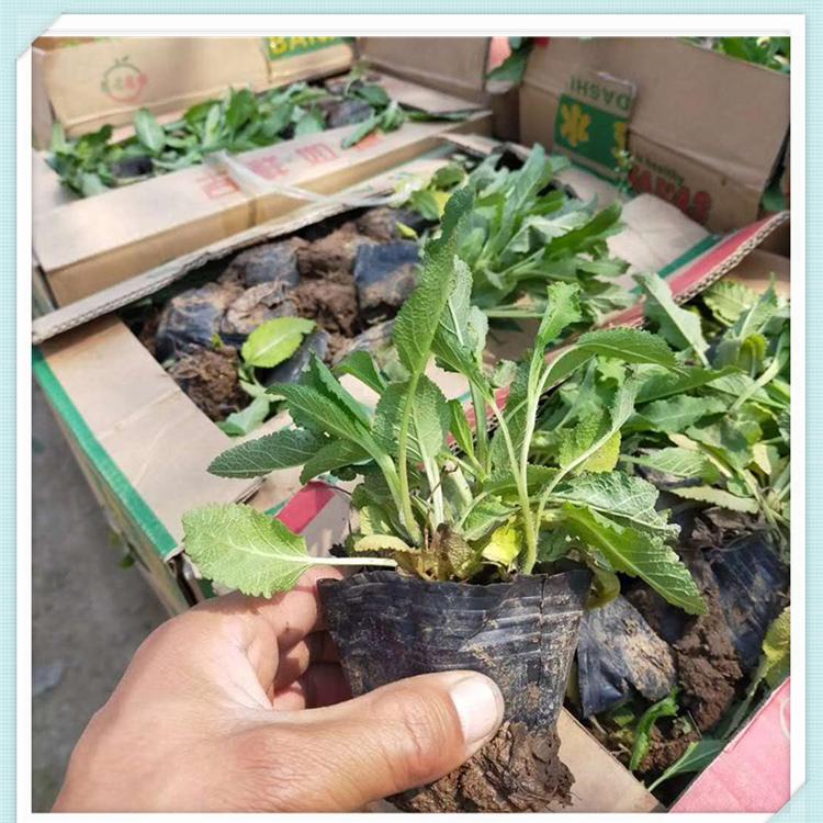 鼠尾草供应 地被鼠尾草基地 山东花卉基地大量供应鼠尾草