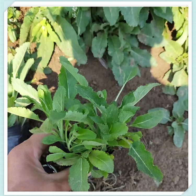 批发鼠尾草市场报价一手货源鼠尾草直售