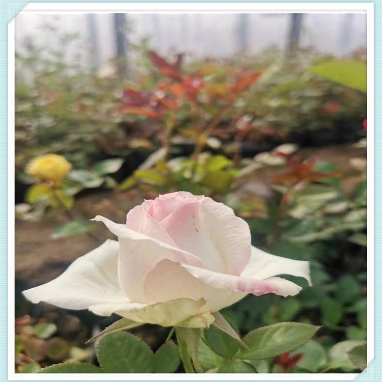 多色月季苗 观赏植物 花海基地 森木