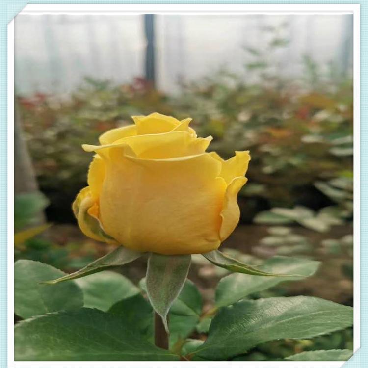 月季花苗 花海基地 花卉供应商 森木