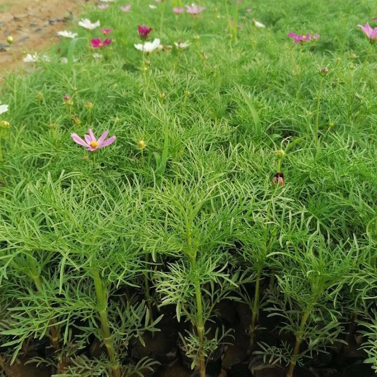 波斯菊 波斯菊价格 山东江瑞花卉 山东波斯菊种植基地