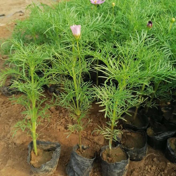 波斯菊