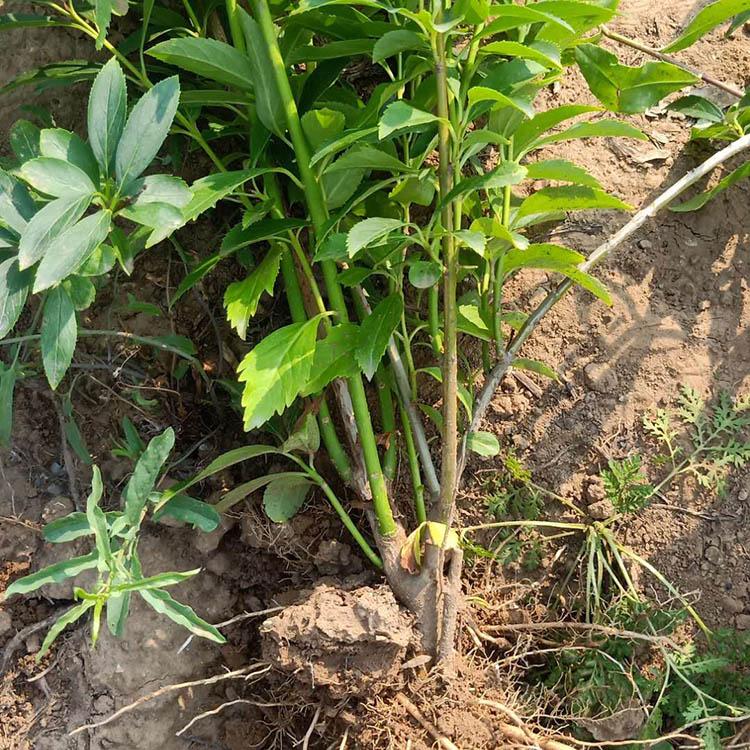 优良观花灌木 大量现货供应连翘 连翘价格