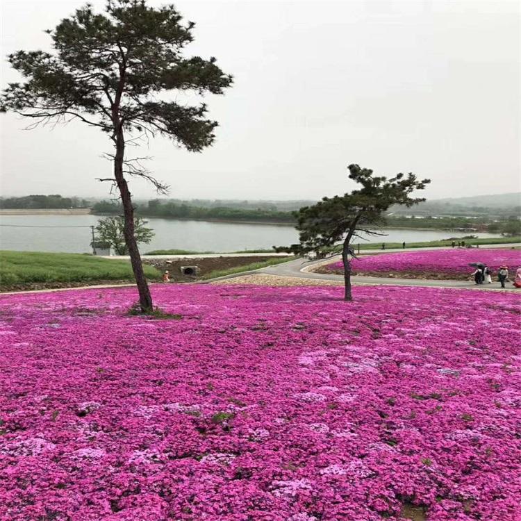 芝樱 芝樱花海苗价格 芝樱苗批发 营养钵芝樱