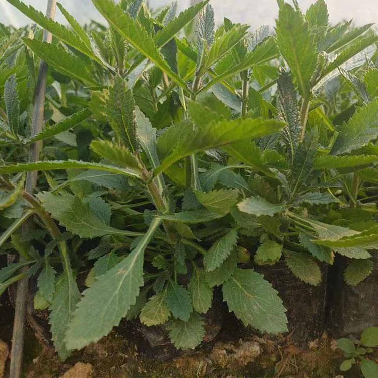 欢迎咨询马鞭草 马鞭草小苗 物美价廉