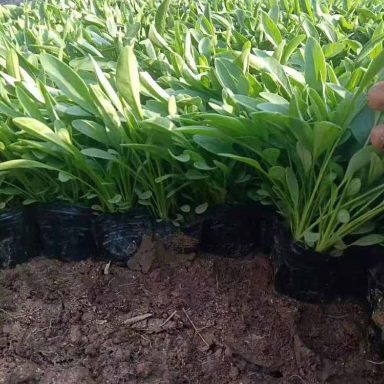 现货供应金鸡菊 金鸡菊批发基地 欢迎您的致电