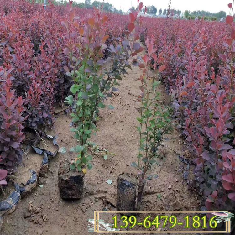 30-60公分紫叶小檗 红叶小檗绿篱 色块苗山东绿化苗批发