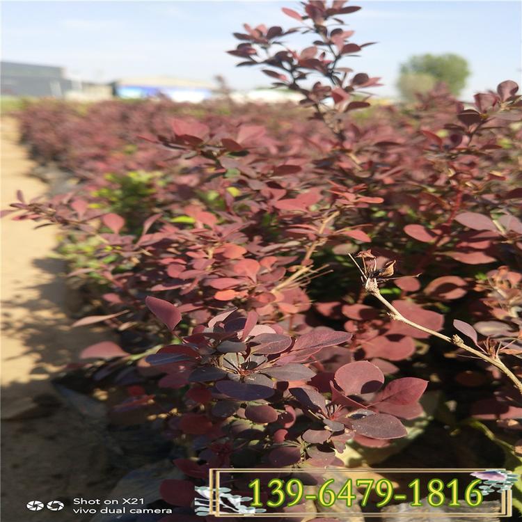 红叶小小檗行道树苗 耐寒植物彩叶工程苗 村庄绿化苗紫叶小檗小苗