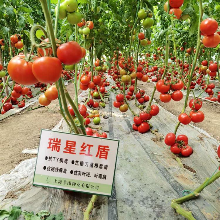 西红柿种苗  大红果瑞星红盾西红柿苗 种苗基地批发