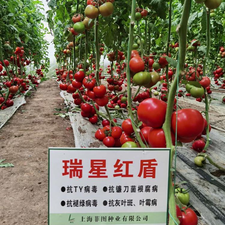 大红果瑞星红盾西红柿苗  西红柿种苗  番茄苗   寿光种苗