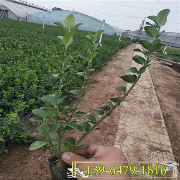 直立卫矛小苗 基地直发绿化工程用苗  护坡绿叶卫矛