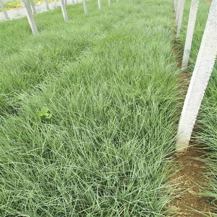 须芒草价格 须芒草基地 大量供应
