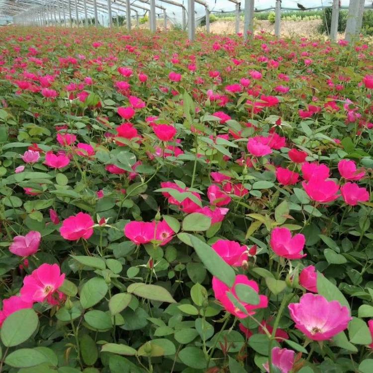 丰花月季价格 丰花月季批发基地 月季 品种月季