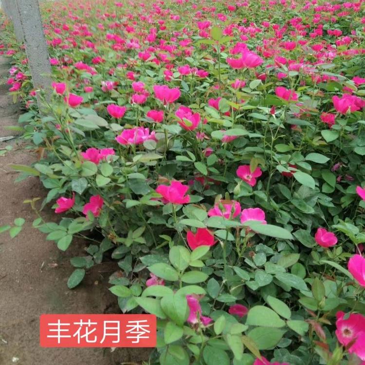 丰花月季种植基地 丰花月季报价 品种月季 量大从优月季