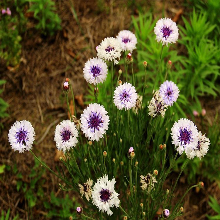 矢车菊 山东矢车菊价格 矢车菊基地 江瑞园艺矢车菊供应商