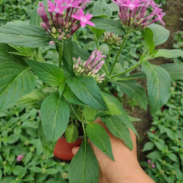 优质盆栽繁星花_江瑞园艺_繁星花_生产商供应商