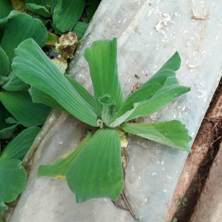 水芙蓉 松青花卉基地直售_水芙蓉培育_水生植物批售基地