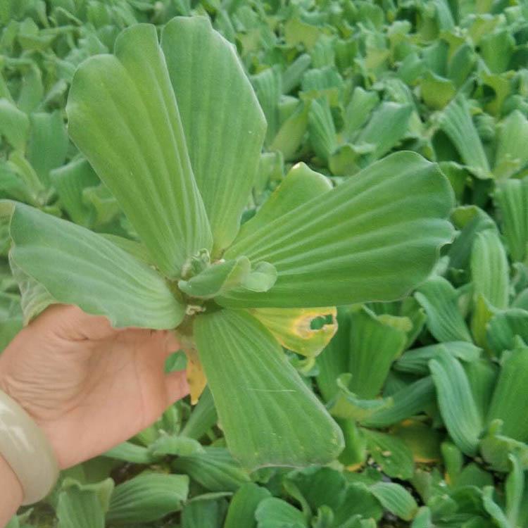 水芙蓉种植户直供 水芙蓉培育基地 观赏水芙蓉