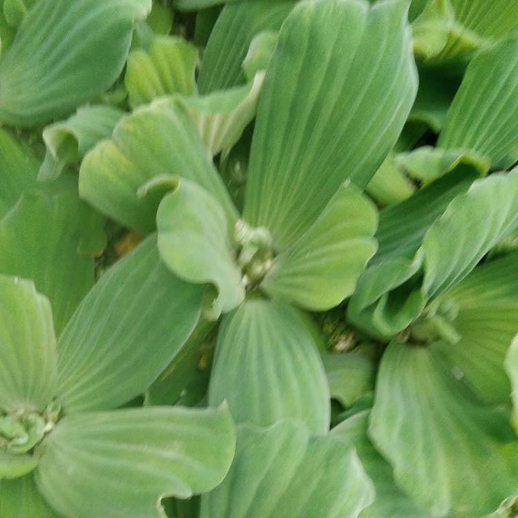 基地供应水芙蓉 水芙蓉价格 河北水芙蓉批发商