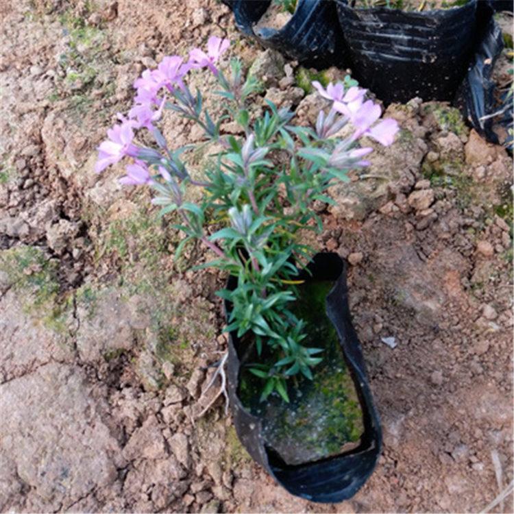 丛生福禄考 芝樱基地 一二年生草花 订购报价
