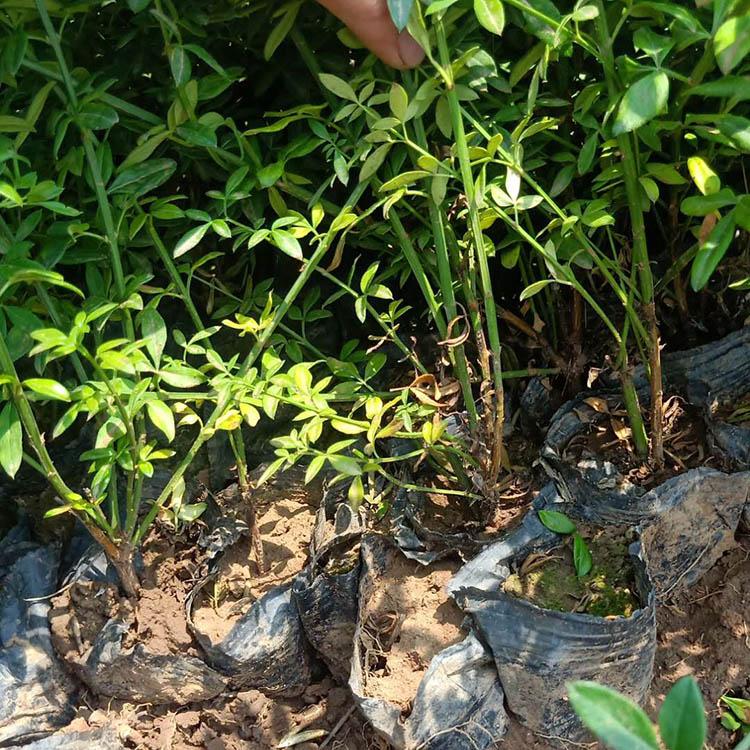 迎春小苗基地 迎春绿化苗 迎春小苗量大优惠