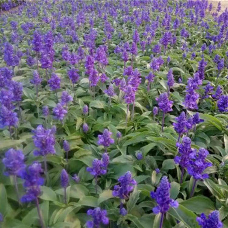 宿根草花鼠尾草 山东鼠尾草供应商 基地批发宿根草花鼠尾草