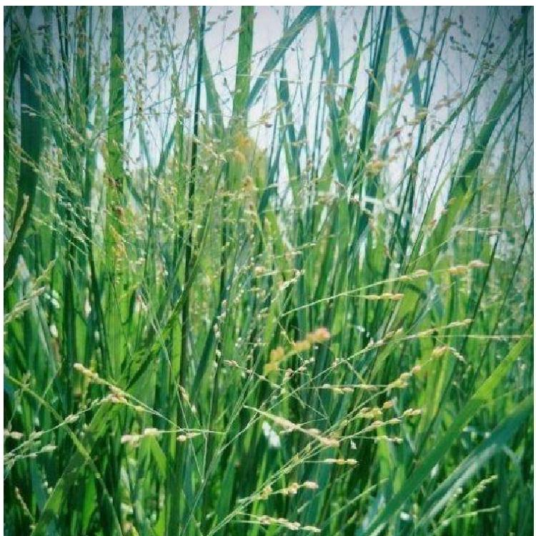 柳枝稷价格 观赏草柳枝稷