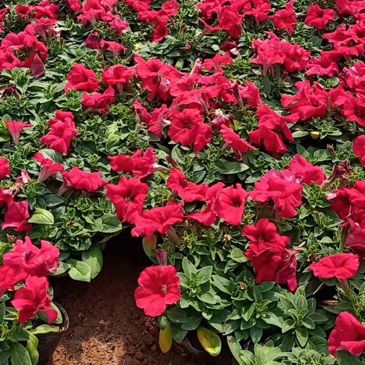 矮牵牛 自产自销 矮牵牛培育 一二年宿根花卉