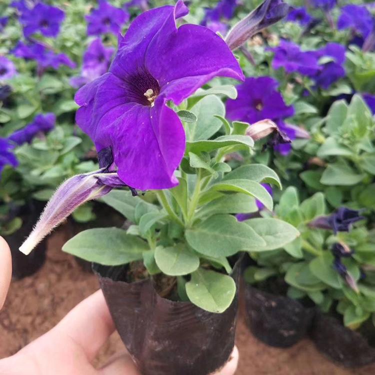 矮牵牛 自产自销 矮牵牛培育 山东草花