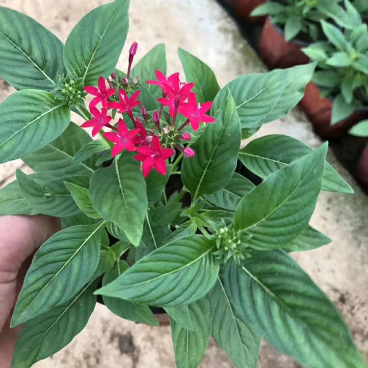 繁星花价格 苗圃供应 青州双色盆繁星花