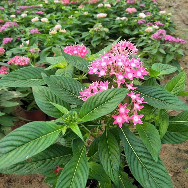 五星花 繁星花行情 欢迎选购