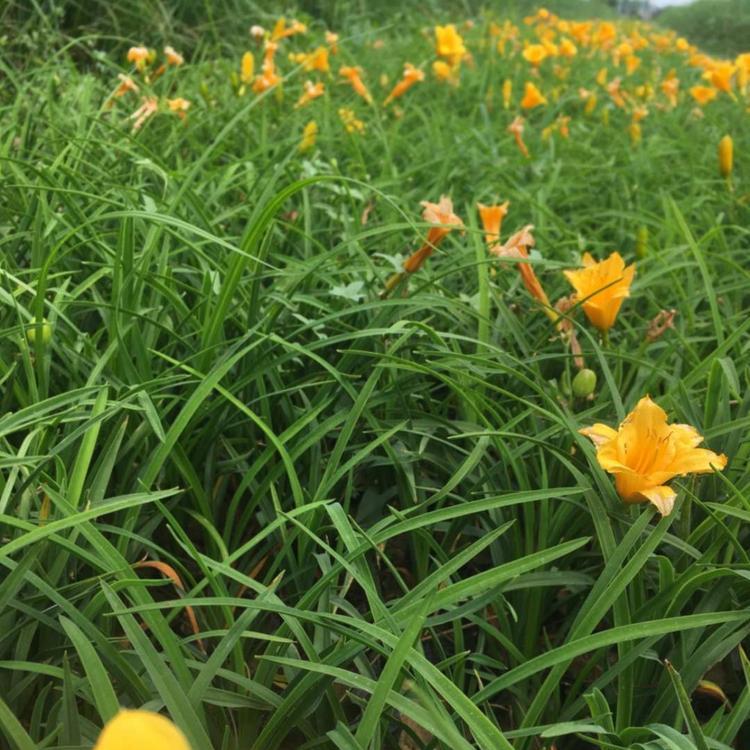 金娃娃萱草出售   山东金娃娃萱草批发基地价格