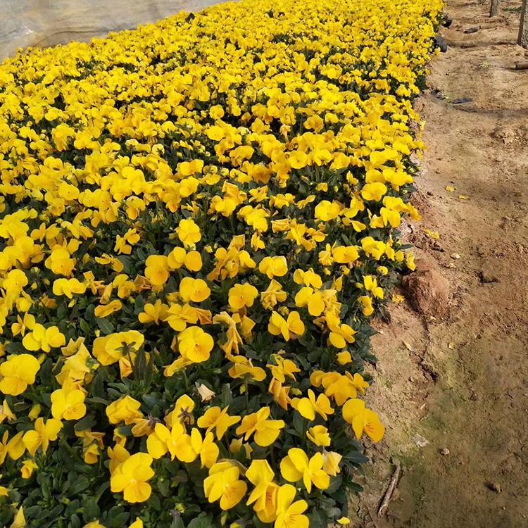紫花角堇 青州角堇价格