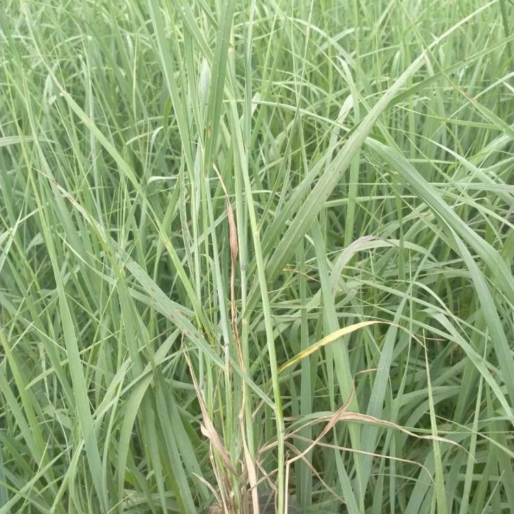 柳枝稷价格 观赏草柳枝稷批发