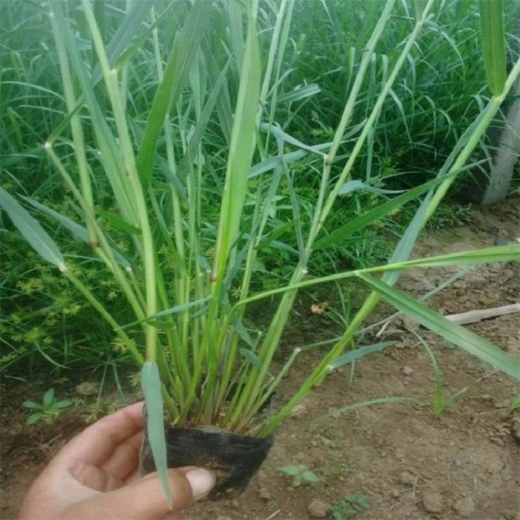 柳枝稷基地供应商 观赏草柳枝稷小苗价格