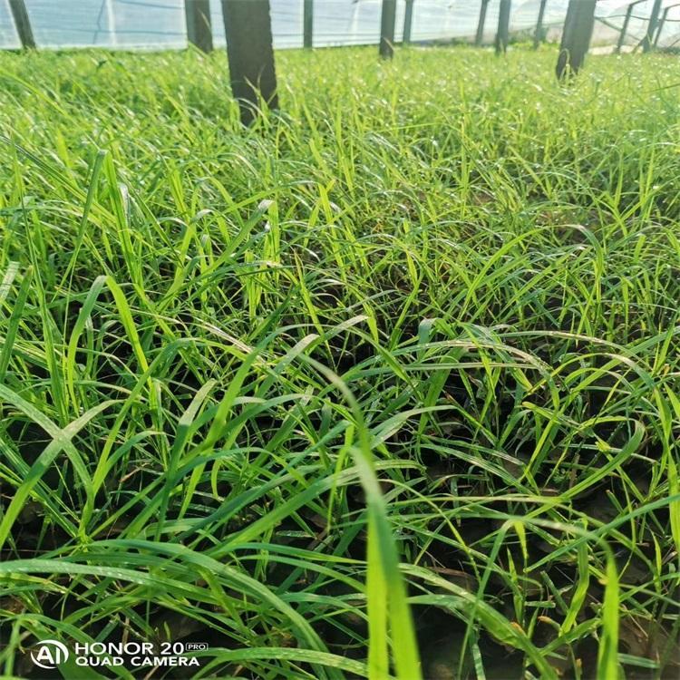 青州柳枝稷 柳枝稷价格 顺和柳枝稷