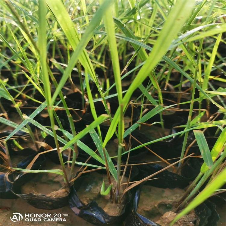 柳枝稷 柳枝稷观赏草种子批发价格优廉  专业观赏草供应商