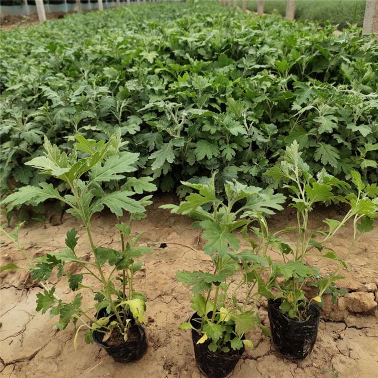 基地直销 地被菊小苗 地被菊种植基地