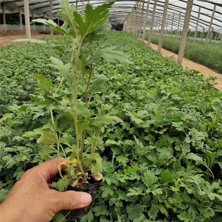 产地供应 地被菊小苗 地被菊销售