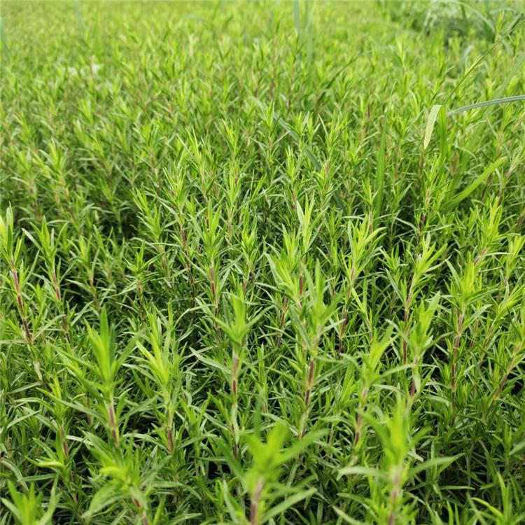 禄禄考培育基地 福禄考花海 青州禄禄考