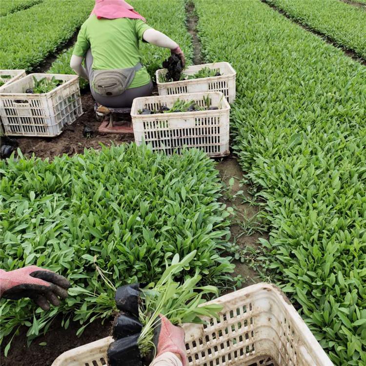 金鸡菊 青州草花基地 基地直售 金鸡菊批发商