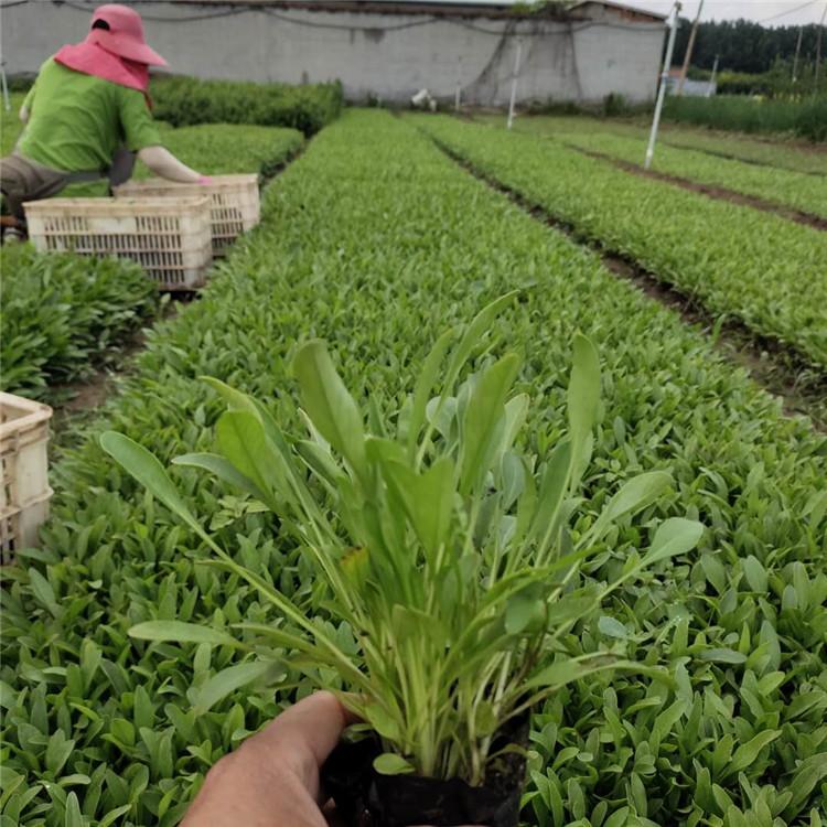 金鸡菊 青州草花基地 基地直售 金鸡菊种植基地
