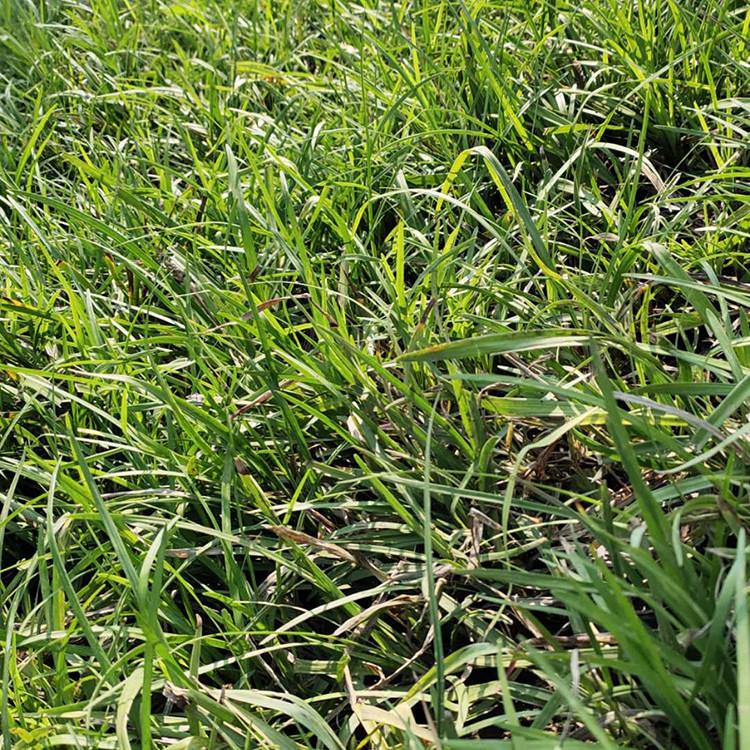 麦冬草 青州麦冬供应 大量批发麦冬草