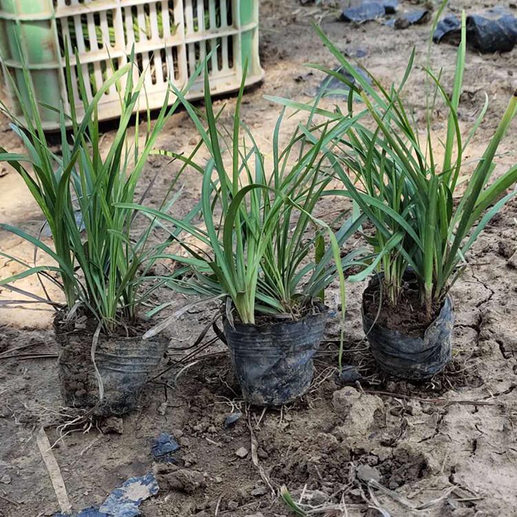 麦冬批发商 青州耐寒植物麦冬 大量批发耐寒植物麦冬