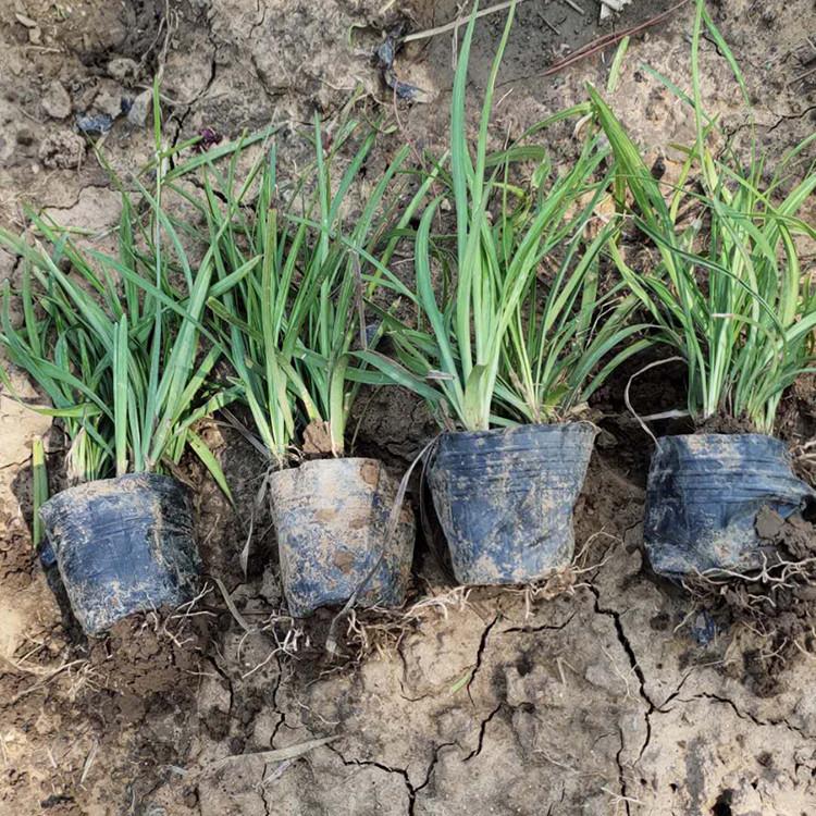 麦冬供应 青州耐寒植物麦冬 大量批发耐寒植物麦冬