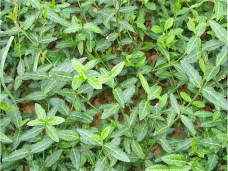 批发扶芳藤 大叶扶芳藤 扶芳藤种植方法 绿化用大叶扶芳藤