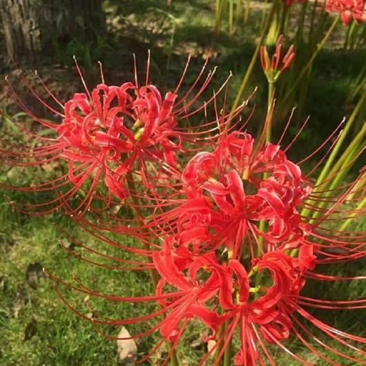 红花石蒜批发 红花石蒜价格 红花石蒜基地