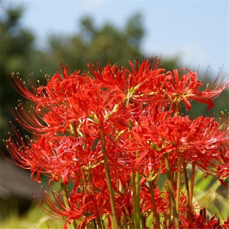 红花石蒜批发